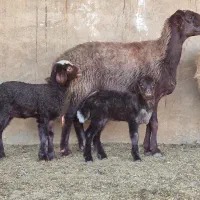 تعداد۶جفت میش افشاری بره دار