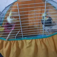 عروس هلندی نر