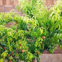 ویلا نوساز مختص اولین رزرو ها *حیاط*باغچه|اجارهٔ کوتاهمدت آپارتمان و سوئیت|سمیرم, |دیوار