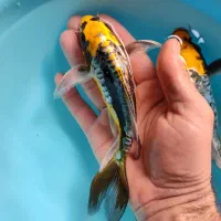 ماهی کوی تایلندی رنگ خاص