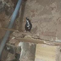 قره عرب|پرنده|مراغه, |دیوار