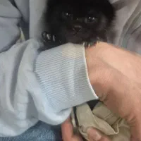 بچه گربه واگذاری رایگان