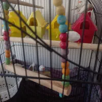 فنچ نروماده کینگ زبرا وبنگالی