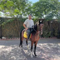 اسب عرب|اسب و تجهیزات اسبسواری|شهریار, شهرک شاهد|دیوار