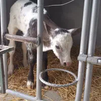 استخدام در دامداری شرکت معتبر