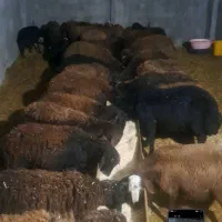 ۳۰راس شیشک میش قزل افشار  و۱راس قوچ ۴دندان قره قزا