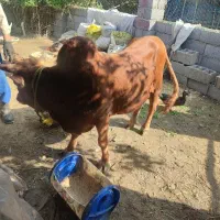 ورزا گاو داشتی