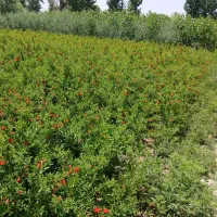 نهال انار شهرضا|خدمات باغبانی و درختکاری|اصفهان, سودان|دیوار