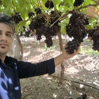 نهال انگور رو از منه تولید کننده بخر.. نه دلال..|خدمات باغبانی و درختکاری|تهران, آرژانتین|دیوار