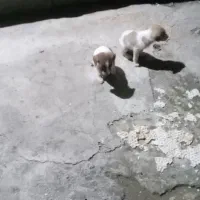 واگذاری چند عددطوله سگ|سگ|صومعه‌سرا, |دیوار