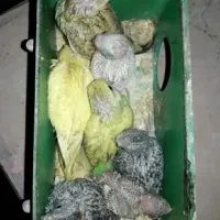 مرغ عشق مولد با ۶ تا جوجه سرلاکی خونگی و نر و ماده