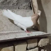 کبوتر کله زرد ماده پاک