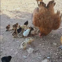 فروش  مرغ جوجه وخروس