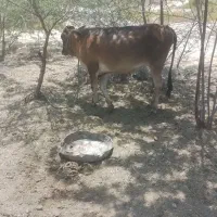 فروش گاو ماده پراو