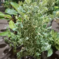 هر گلی بخوای موجوده فیکوس باکیفیت قد بلند فقط ۱۱۰|گل و گیاه طبیعی|اصفهان, باغ فدک|دیوار
