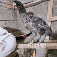 مرغ لاری|حیوانات مزرعه|سبزوار, قصبه شرقی|دیوار