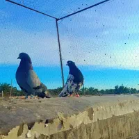 فروش کفتر|پرنده|بم, |دیوار