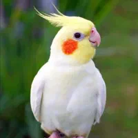 عروس هلندی