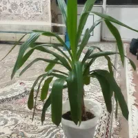 گل کاج مطبق یوکا ملکه|گل و گیاه طبیعی|اژیه, |دیوار