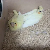 جوجه عروس هلندی سرلاکی