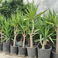 فروش بنسای یوکا