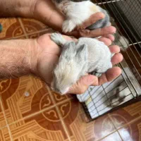 فروش بچه خرگوش آنگورا وجرسی ولوپی ومینیاتوری|موش و خرگوش|کرمانشاه, |دیوار