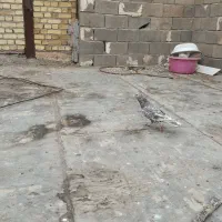 کبوتر کربلایی|پرنده|شال, |دیوار