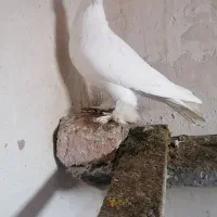 لوتی وجوجه قاچان