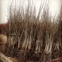 باکیفیت ترین نهال های گردو و میوه در نهالستان غرب|خدمات باغبانی و درختکاری|محمدشهر, همایون ویلا|دیوار