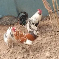 تخم مرغ نطفه دار گلین اصل