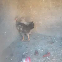 مرغ وخروس|حیوانات مزرعه|نهاوند, |دیوار