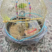 دوعددمرغ‌عشق‌فروشی|پرنده|مشهد, مصلی (کارمندان اول)|دیوار