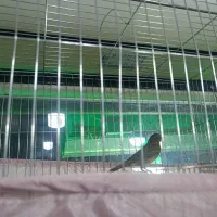 قناری نر مست مست شلاقی