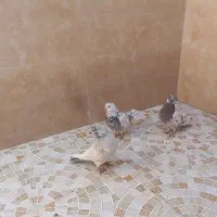 3تانر فروشی نشون دار ملاقی|پرنده|قم, نیروگاه|دیوار