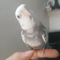 جفت عروس هلندی دستی