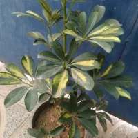 نهال انجیر و انار و تعدادی گل
