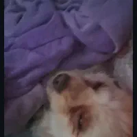 سگ گمشده درجاده برزول به سمت فارسبان|سگ|زرین دشت (همدان), |دیوار