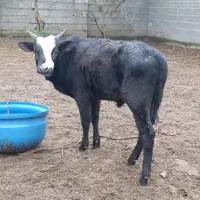 ورزا کوله چالوسی گاو نر