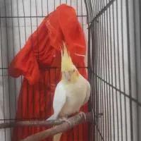 عروس هلندی جفت رام