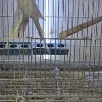 عروس هلندی مولدباآشیونه|پرنده|خمینی‌شهر, |دیوار