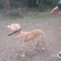 سگ شکاری|سگ|رشت, چله خانه|دیوار