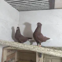 کبوتر فروشی