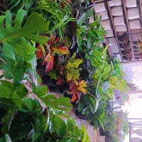 انواع گل‌های آپارتمانی آدرس خیابان اسکان نبشکوچه72|گل و گیاه طبیعی|یزد, |دیوار