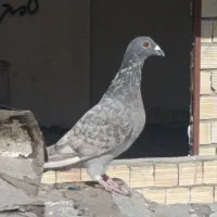 پرنده خوشرنگ. سرخ . ماده طاووسی|پرنده|شیراز, شهرک مدرس|دیوار