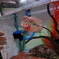 کینگ کامفا مولتی کالر