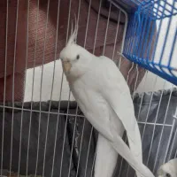 عروس هلندی آلبینو نر