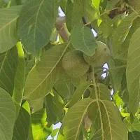 پوست کندن گردو با دستگاه