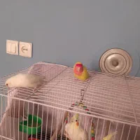 قفس|لوازم جانبی حیوانات|طرقبه, |دیوار