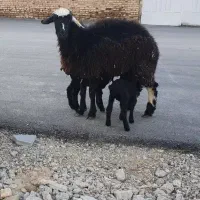 میش همو با دو بره ماده