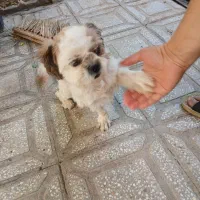 واگذاری سگ شیتزو اصیل